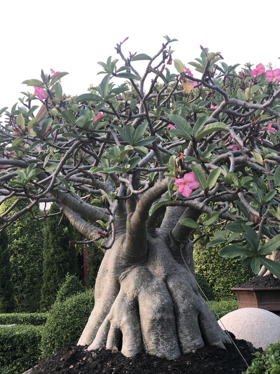 Она как это дерево , вроде и красиво, а в то же время ужасно 