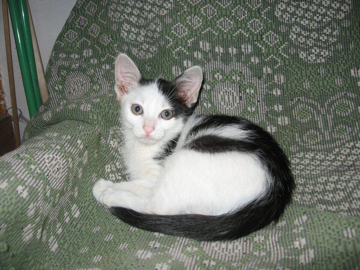 2013 год. Юный Лавр осваивается