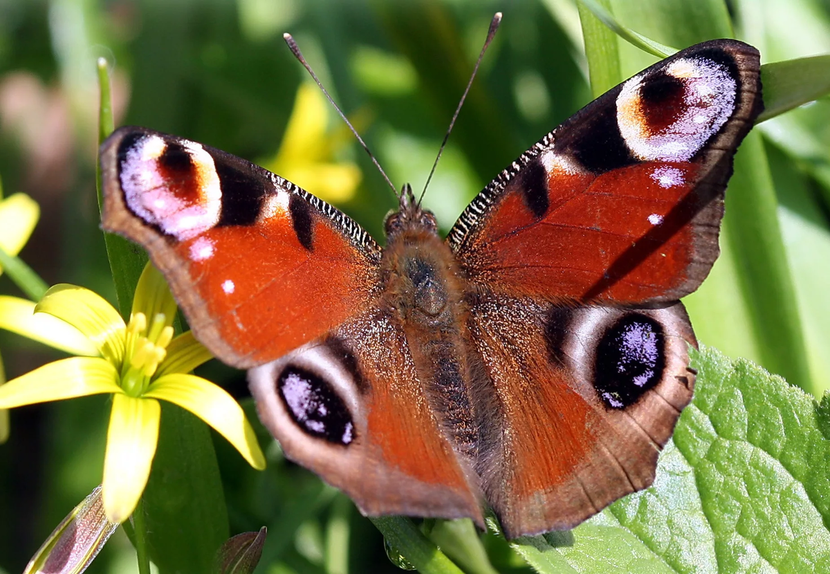                                                     ВОТ, Я КАКОЙ КРАСАВЕЦ, МОТЫЛЕК...