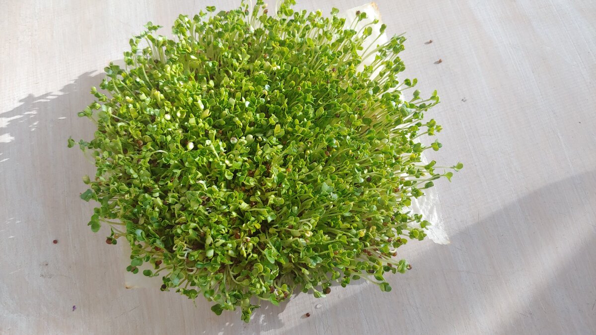 Кале - микрозелень