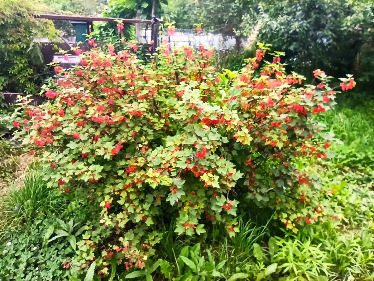 Фото автора. Куст красной смородины