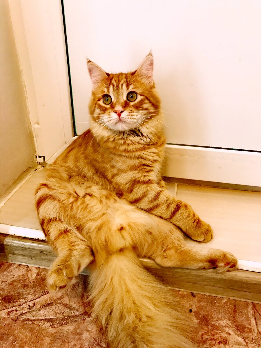 Любимая поза. Никогда не думала что коты могут так сидеть )))