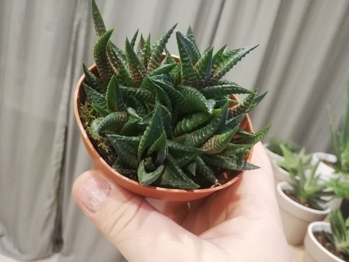 Хавортия. стоит 200-400 рублей в разных магазинах