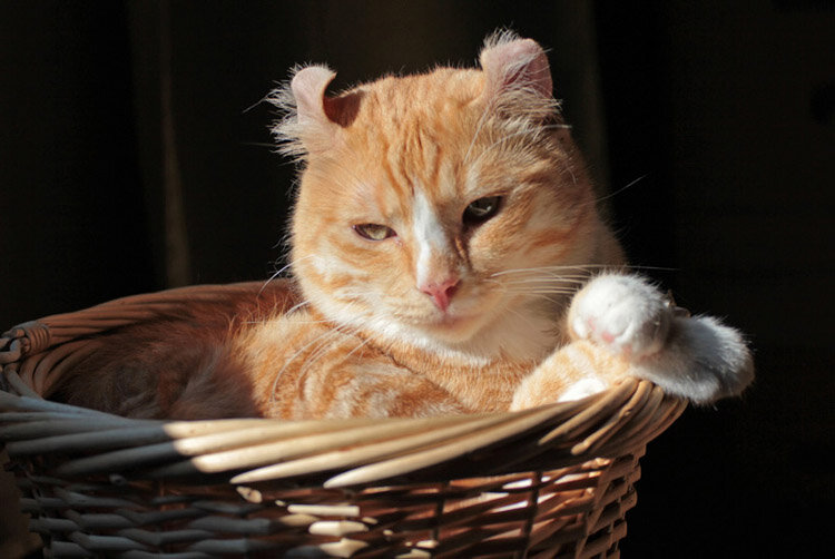 Как и многие другие породы кошек с экстремальными признаками, керлы обязаны своему возникновению случайной мутации. И обнаружили ее непреднамеренно в 1981 г. в калифорнийском городке Лейквуд. Семейная пара — Грейс и Джо Руга — нашли на улице двух бездомных кошек с необычной формы ушами. Поначалу они приютили их в своем питомнике (супруги занимались разведением кошек) и дали одной библейское имя Суламифь, а вторую назвали Панда (эта кошечка была черно-белой). Через пару недель Панда бесследно пропала, а Суламифь быстро освоилась и уже через месяц принесла котят, отец которых так и остался неизвестным. Зато в выводке оказались два котенка с завернутыми ушками. Хозяева быстро поняли, что имеют дело с новой наследственной мутацией и решили вывести новую породу кошек.