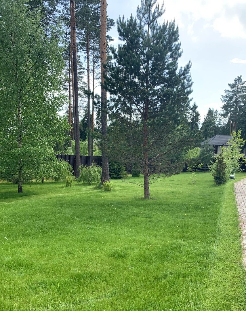 Слева берёза, которой порядка 7 лет. Высота её примерно 6.5 - 7.5 метров. 