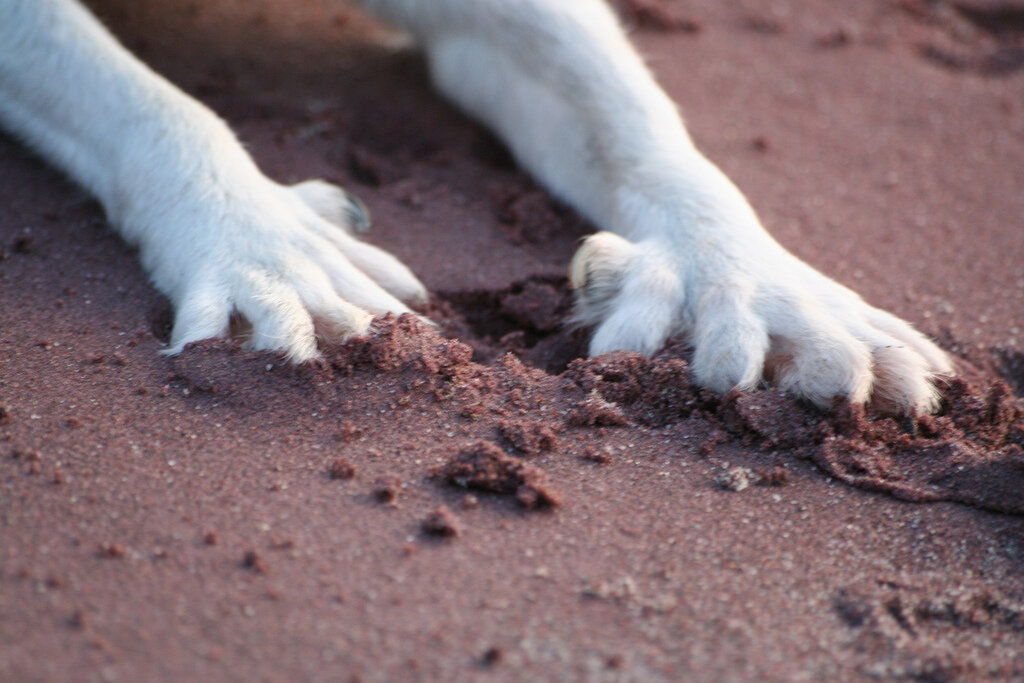 6 пальцев на лапе собаки. 6 пальцев на лапе собаки. Лапа собаки. 6 пальцев на лапе собаки. Прибыльные пальцы у собак.