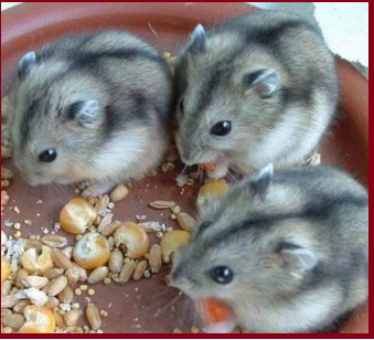 Из этих 3 я выбрал того что по середине))