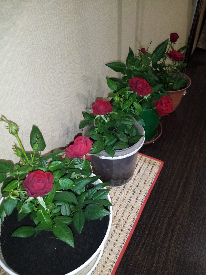 Уже пересаженные розы
