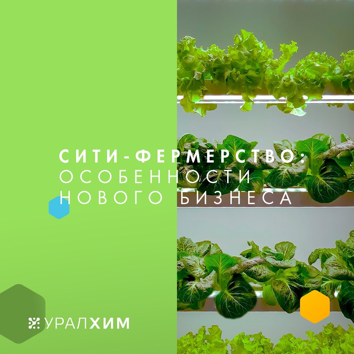 сити-фермерство