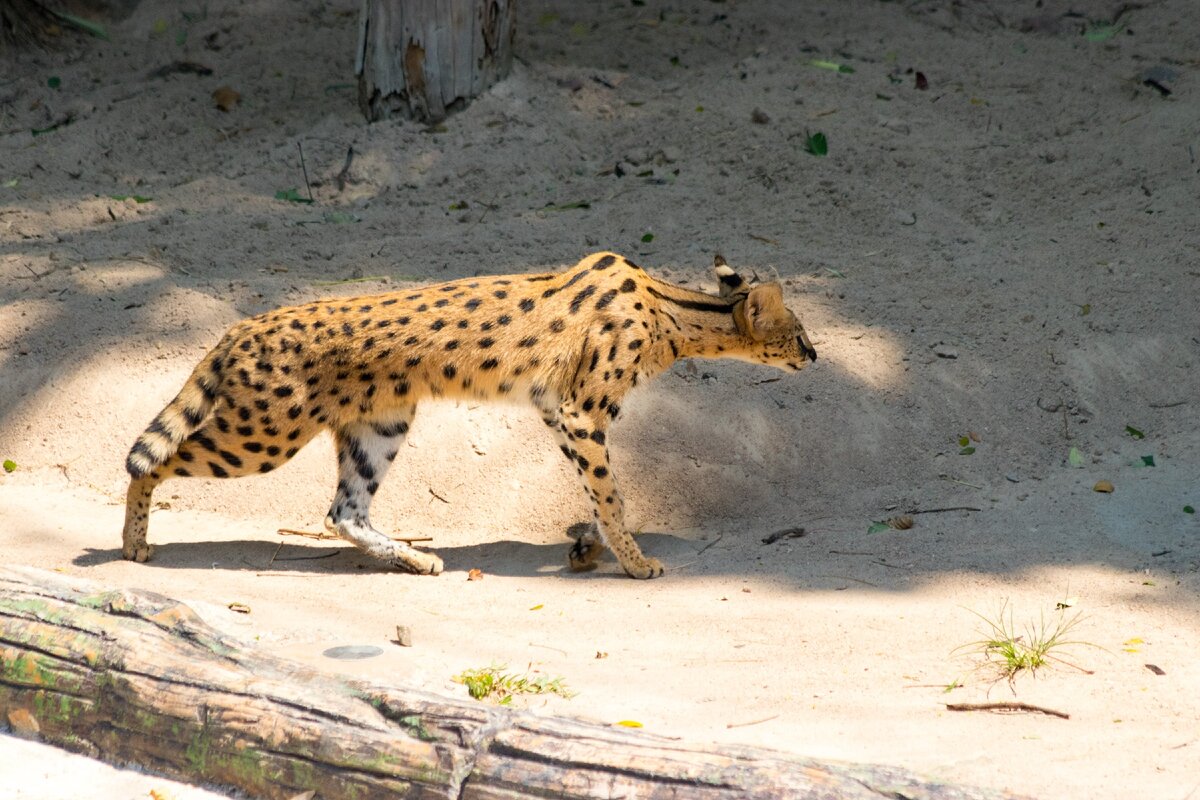 Тоже часть представления