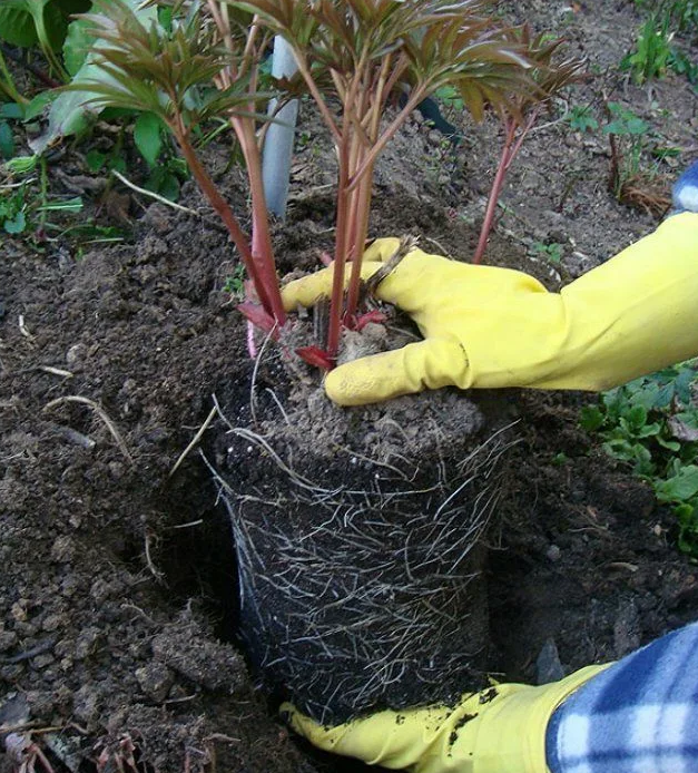 Посадка древовидного пиона