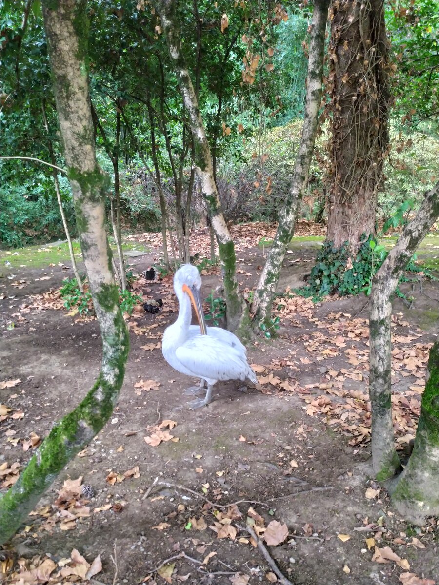 Пеликан это птица или млекопитающее?)))