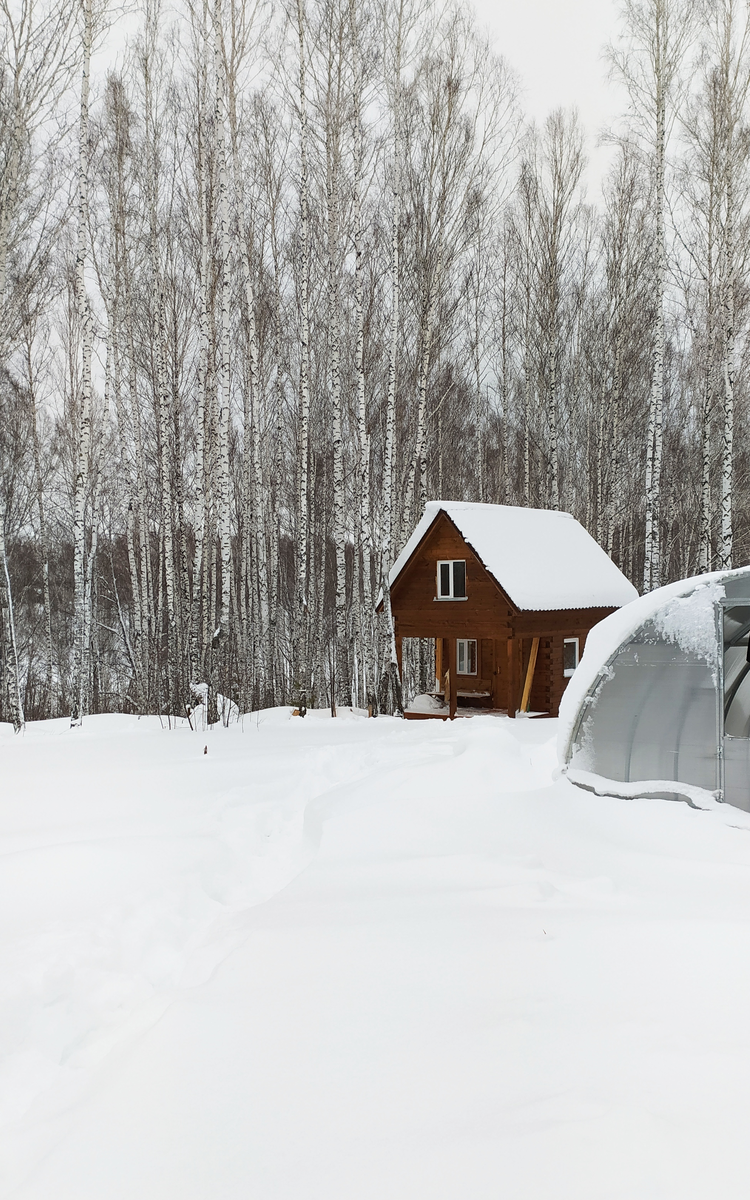 Дикая сибирская дача в зимнем лесу