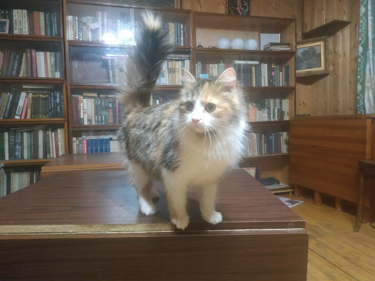 Спустя полгода...