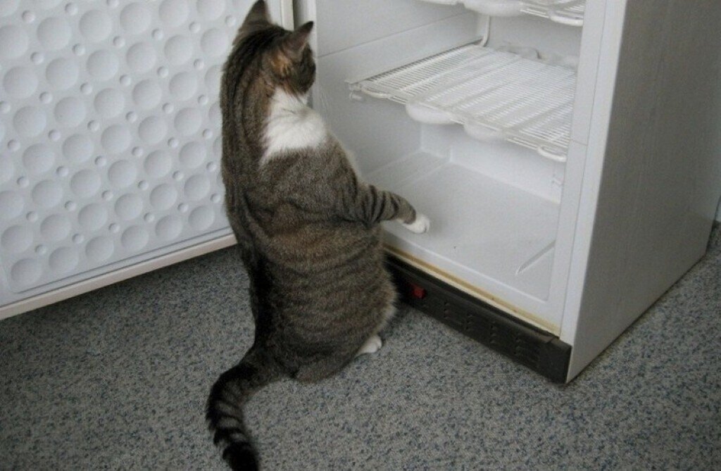 Не ем ничего вечером. Кот в пустом холодильнике. Животные и холодильник. Кот возле холодильника. Кот в холодильнике юмор.