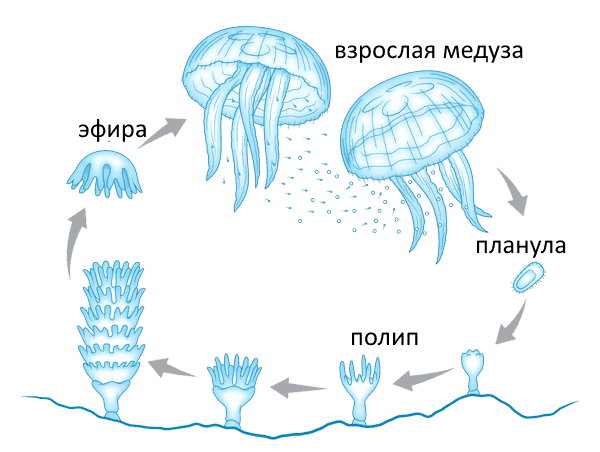 Жизненный цикл медузы