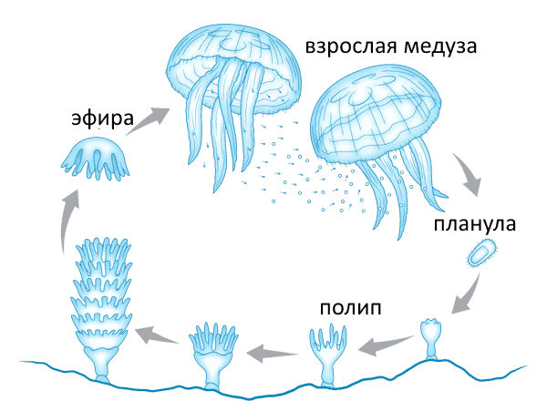 Цикл развития медузы схема