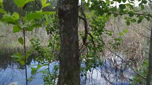 Дачу Садалиса на Речной улице в Песочном повторно сняли с охраны