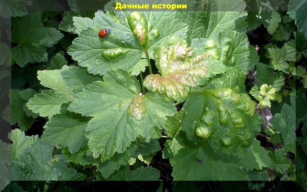 Августовский уход за смородиной: как заложить фундамент будущего урожая