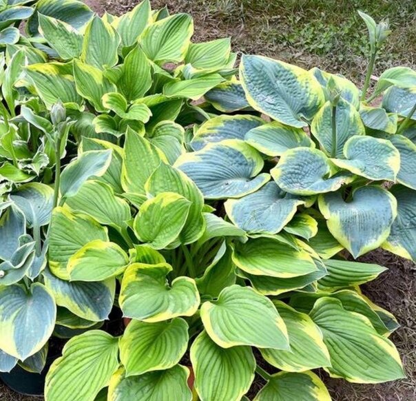 Июнь – месяц активного роста и наращивания «ботвы» практически всех, без исключений, растений. Хосты – в их числе, и, поскольку главное богатство хост – это именно их листва, ее состоянию следует уделять внимания больше всего.