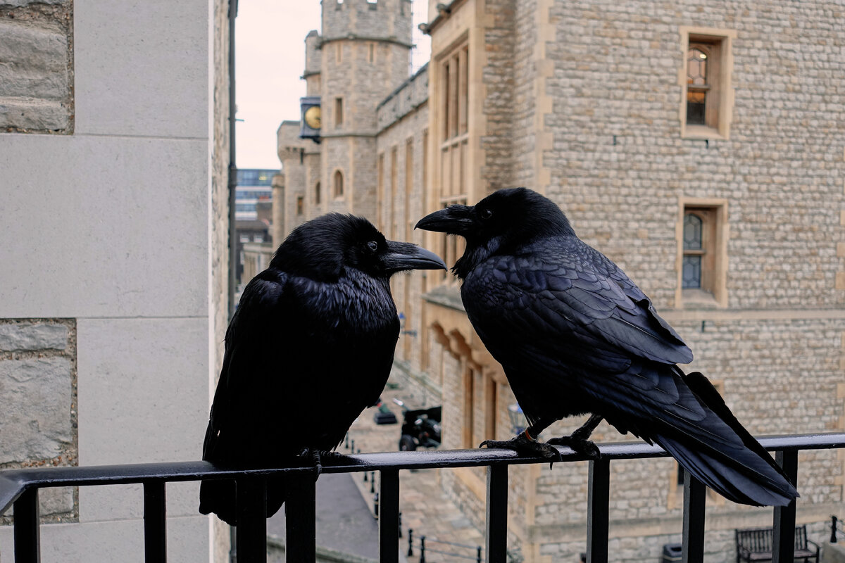 Королевские вороны, охраняющие Британскую империю в Тауэре