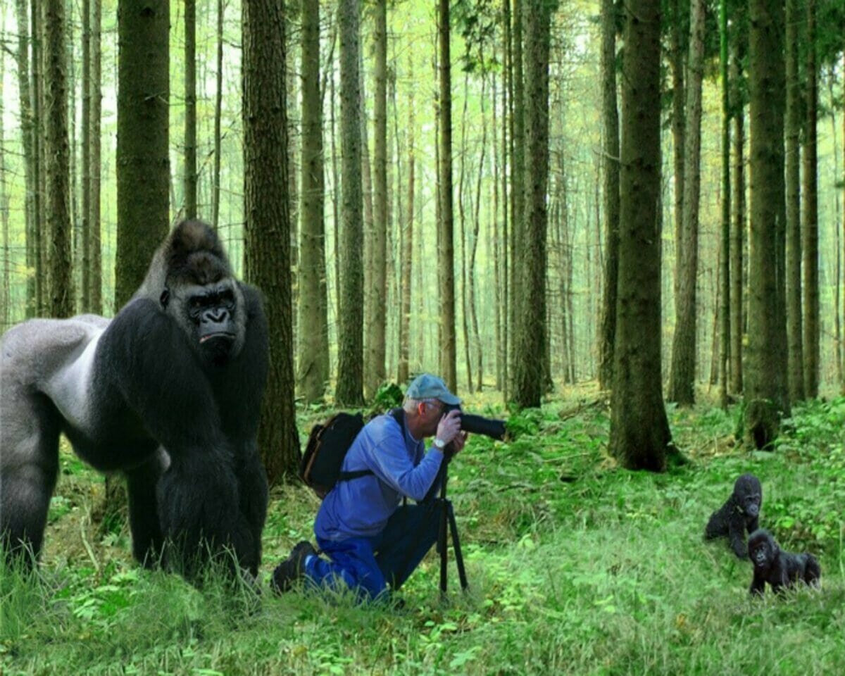 Горилла и фотограф