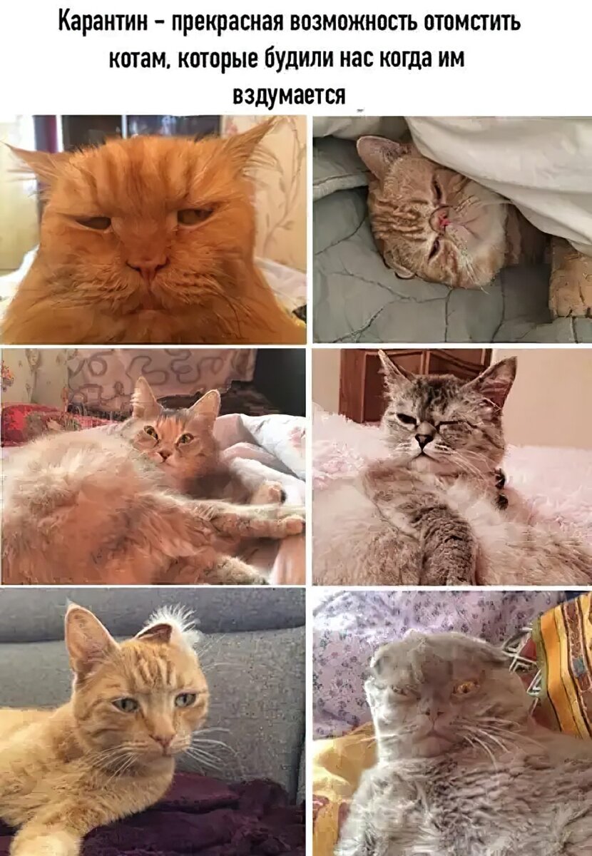 Картинки с котиками мемы