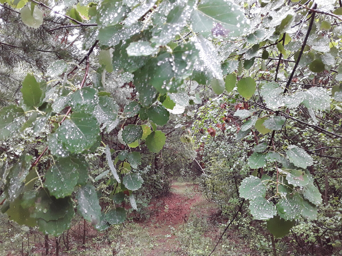 Тропинка в лесу после дождя. Фото из личного архива.