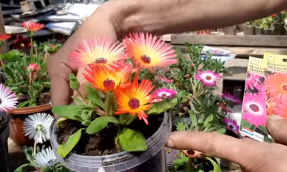 Фото цветущего мезембриантемума из интернета