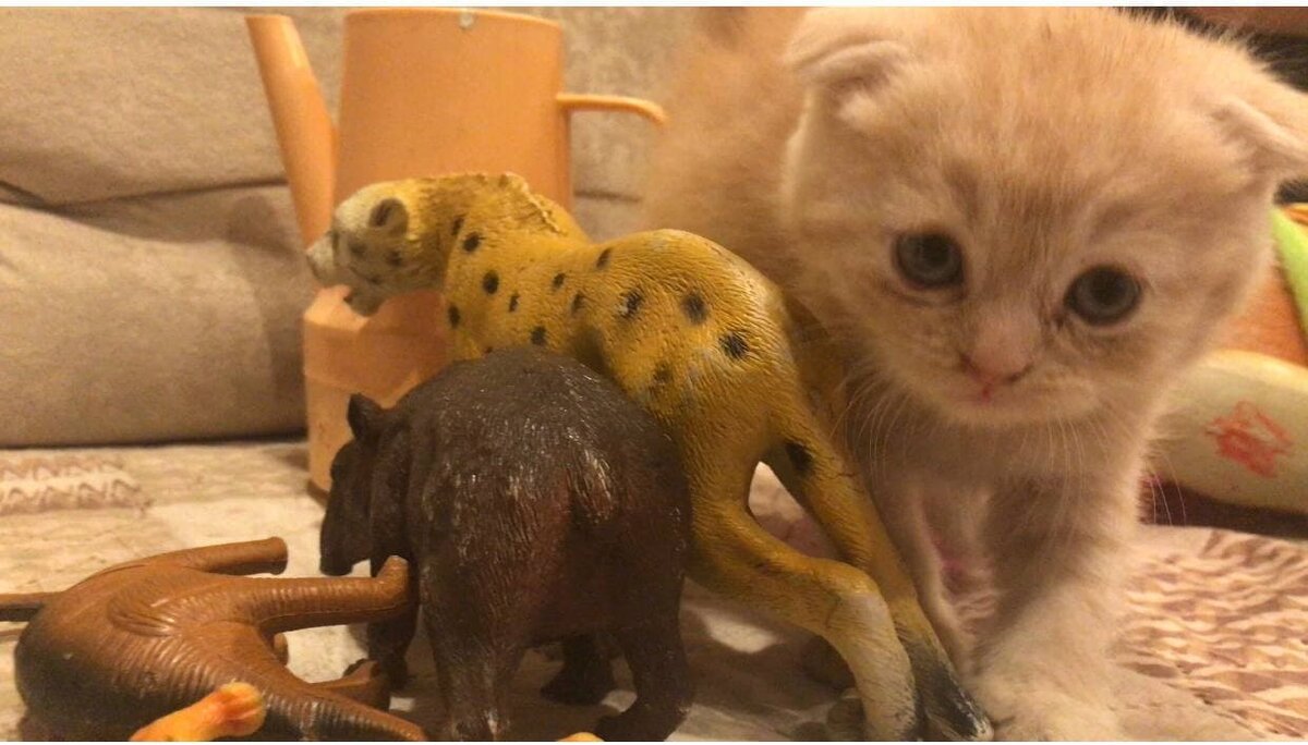 Новый член семьи быстро освоился