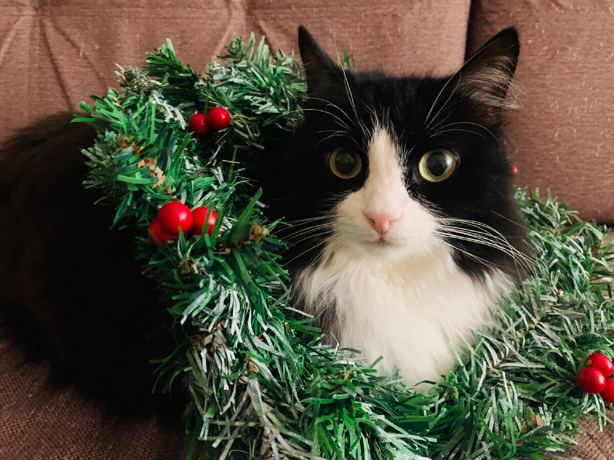 Парамон уже готов к празднику