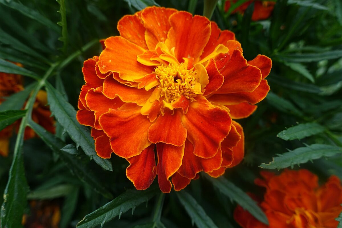 Примула Tagetes Orange