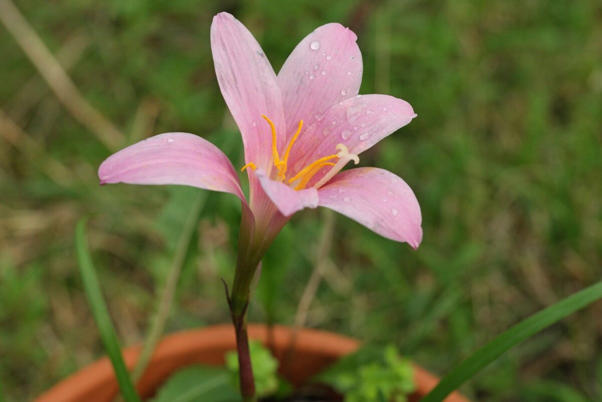 Габрантус мощный. фото взято из открытых источников. 