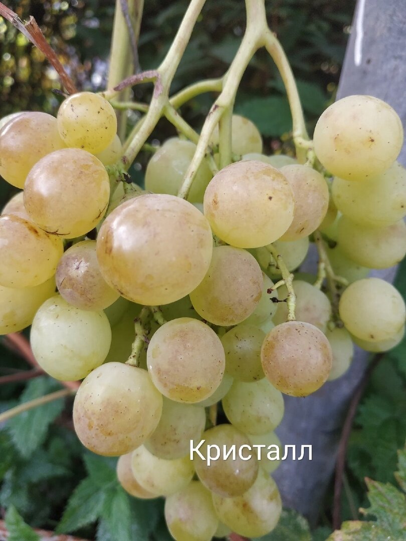 Кристалл