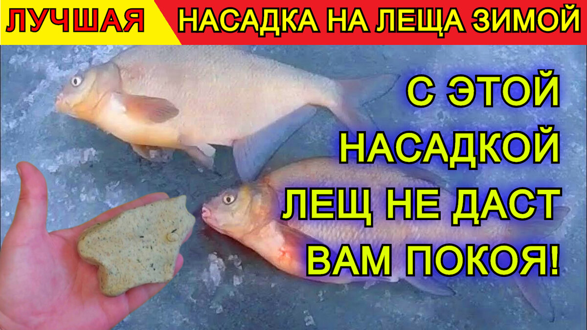 Лучшая насадка на леща. Приманки на леща зимой.