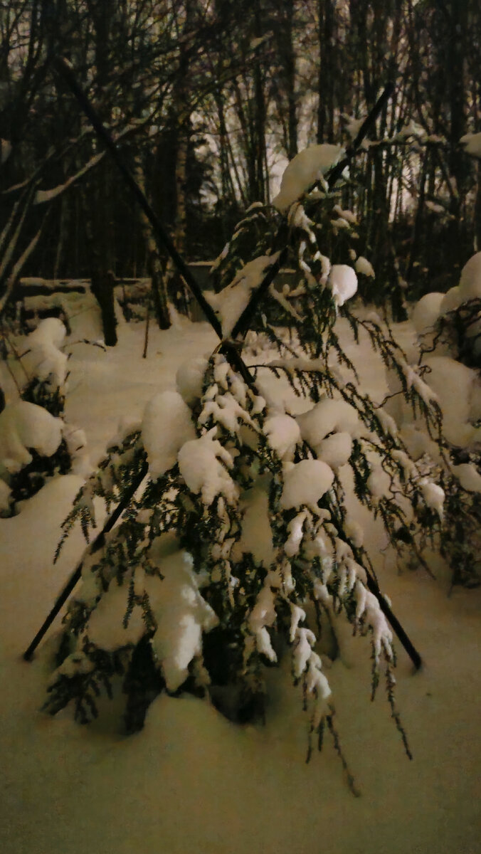 Фото ночное. Днем почему-то не сфотографировала