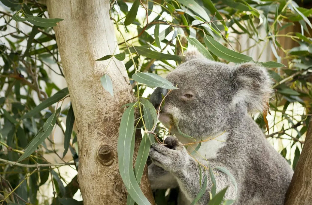 Eucalyptus rhodantha