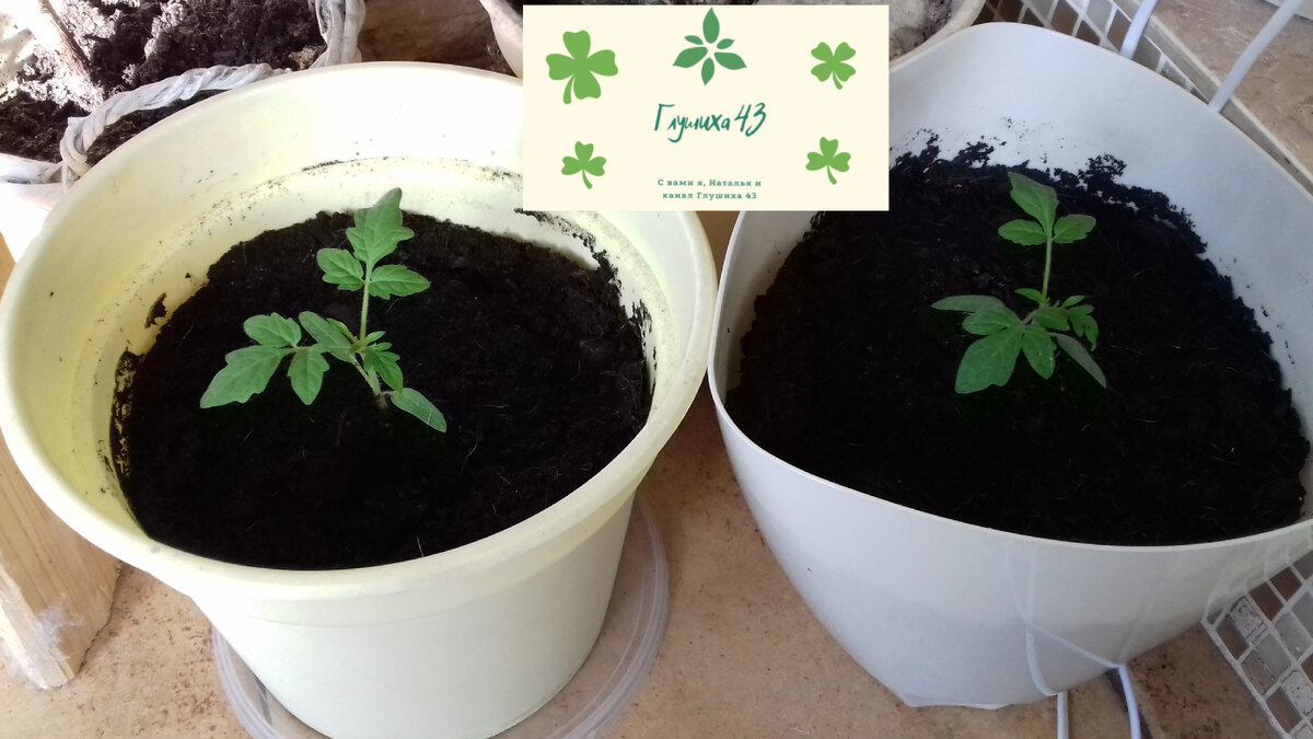 Мои "детеныши" О сорте расскажу чуть ниже