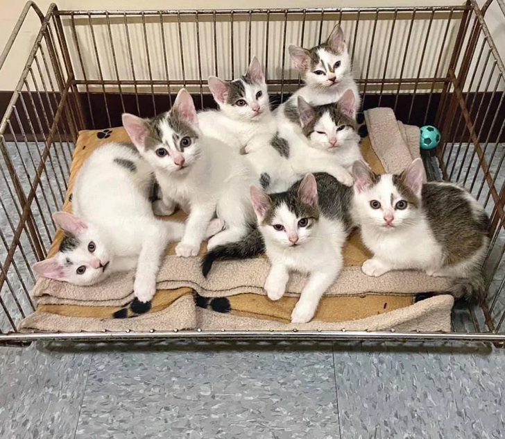 Восемь котят. Восемь котов. 8 Котят фото 1 день. 8 Kittens. Картинка 8 котята