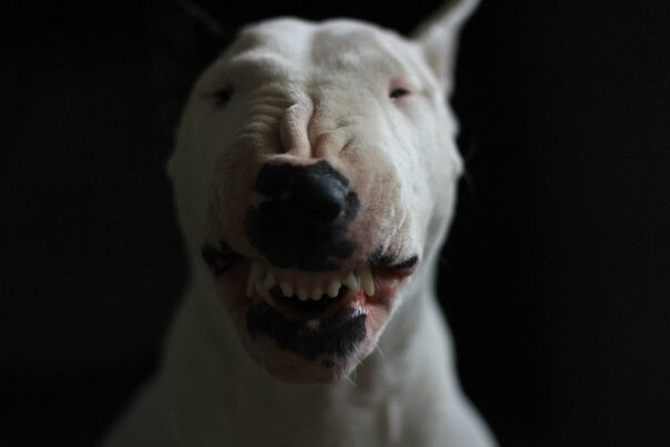 Бультерьер. С лихих 90-ых в России считается как одна из самы опасных бойцовых пород.
