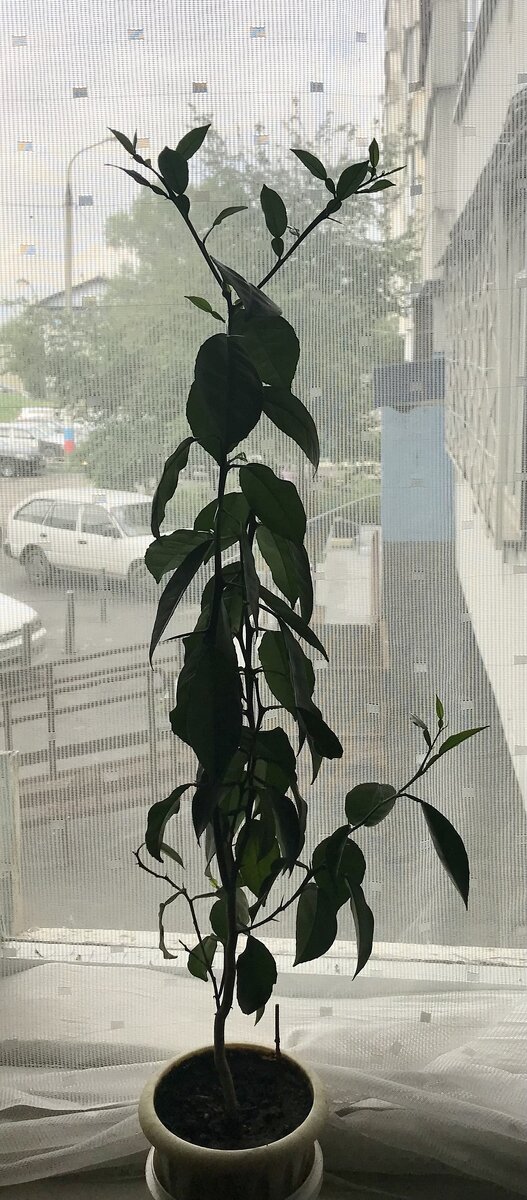 Жил-был трёхлетний куст апельсина и никому не мешал. 