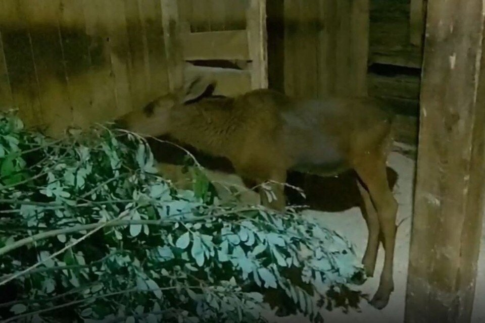     В Новосибирской области спасенному лосенку нашли новый дом. Фото: Кадр из видео/ Минприроды НСО