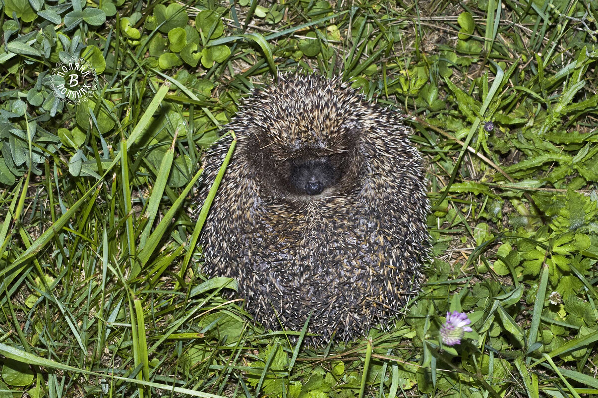 Сгруппировался)