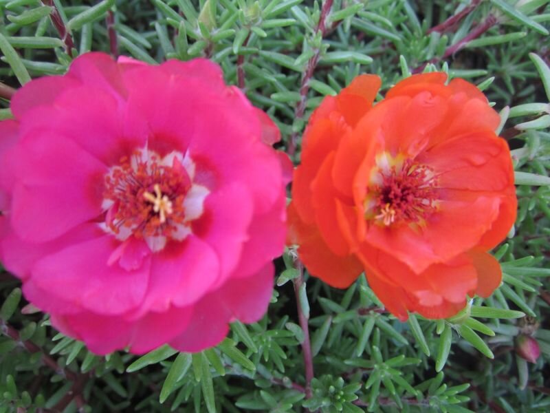 Собственное фото автора. "Такие были ТЕ ДВА ПОЛОТЕНЦА!" 