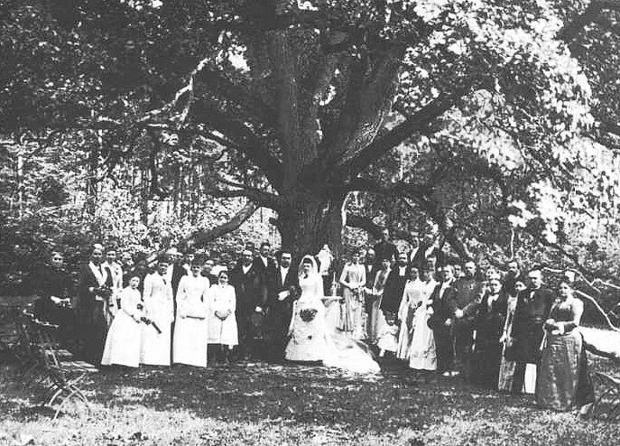 Свадебная вечеринка под деревом, около 1900 года