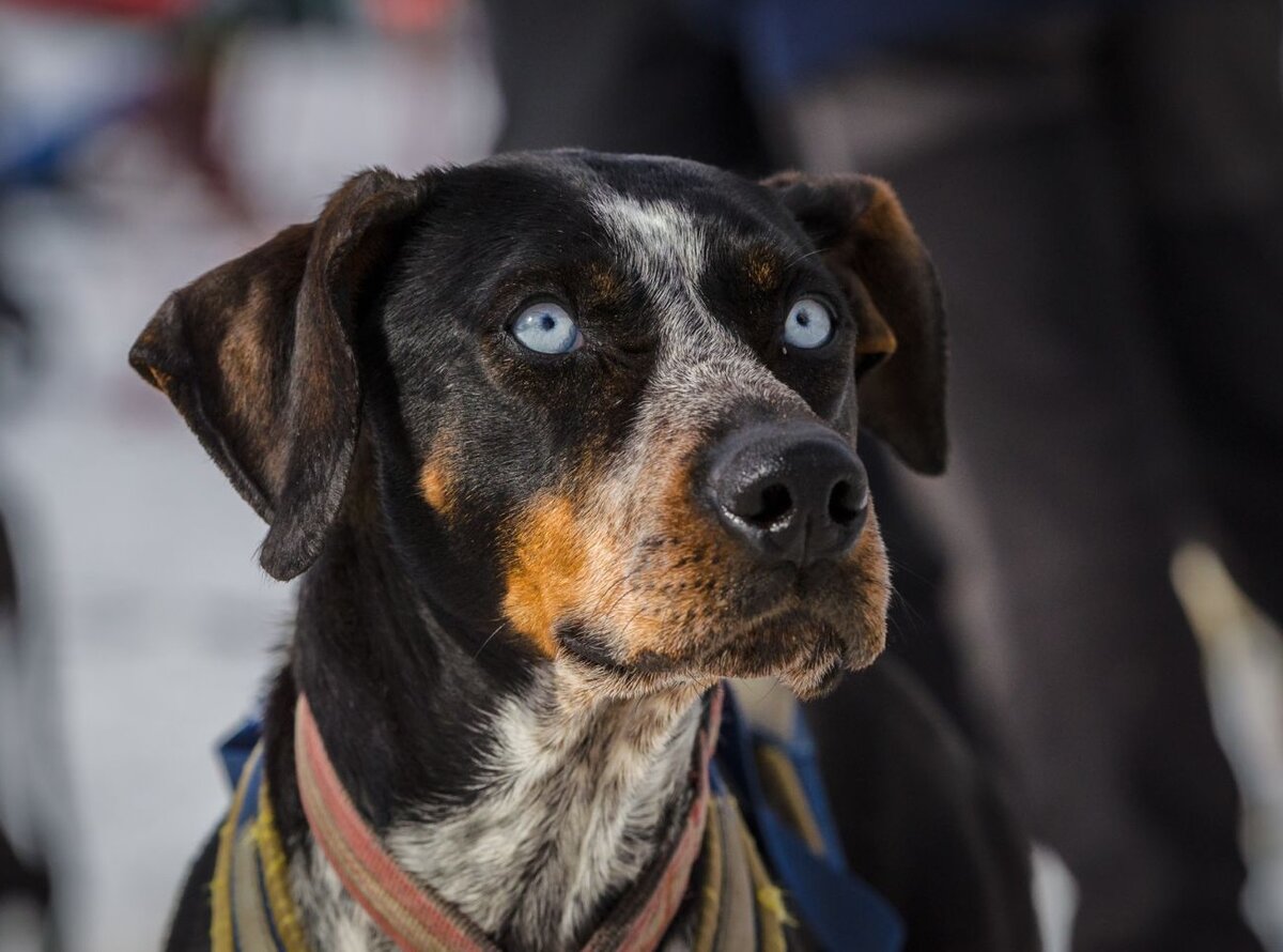 Еврохаунд (Фото: https://seewhen.win)