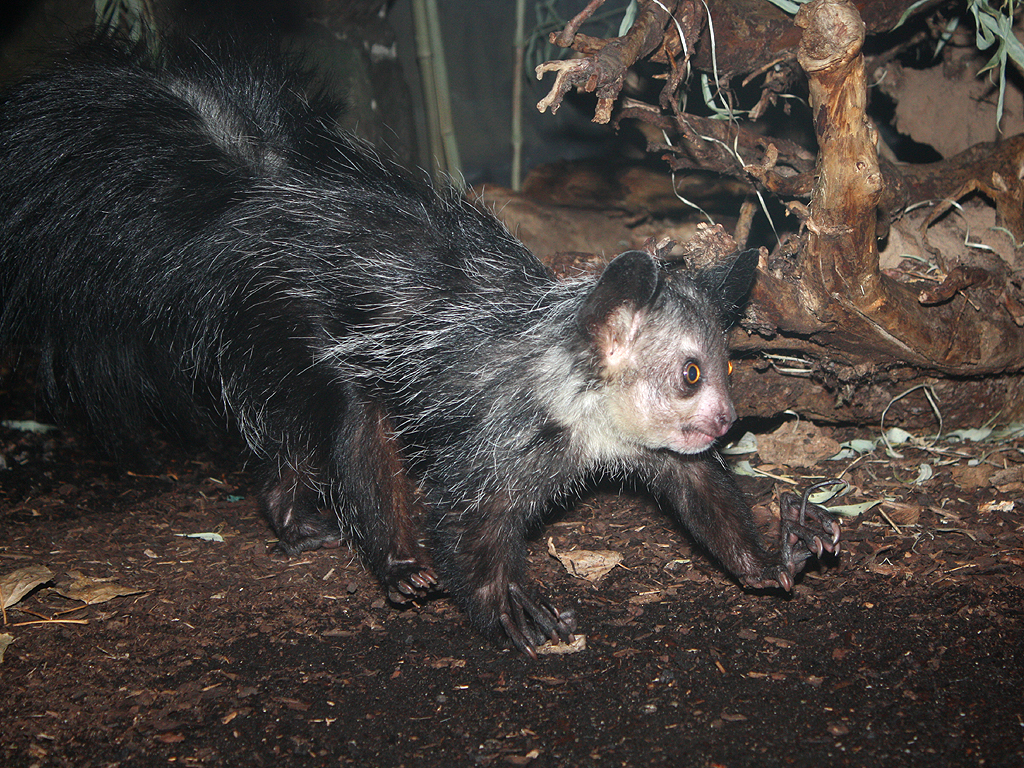 Aye c. Руконожка ай-ай. Daubentonia madagascariensis. Мадагаскарская руконожка ай-ай. Руконожка Мадагаскарская или ай-ай.