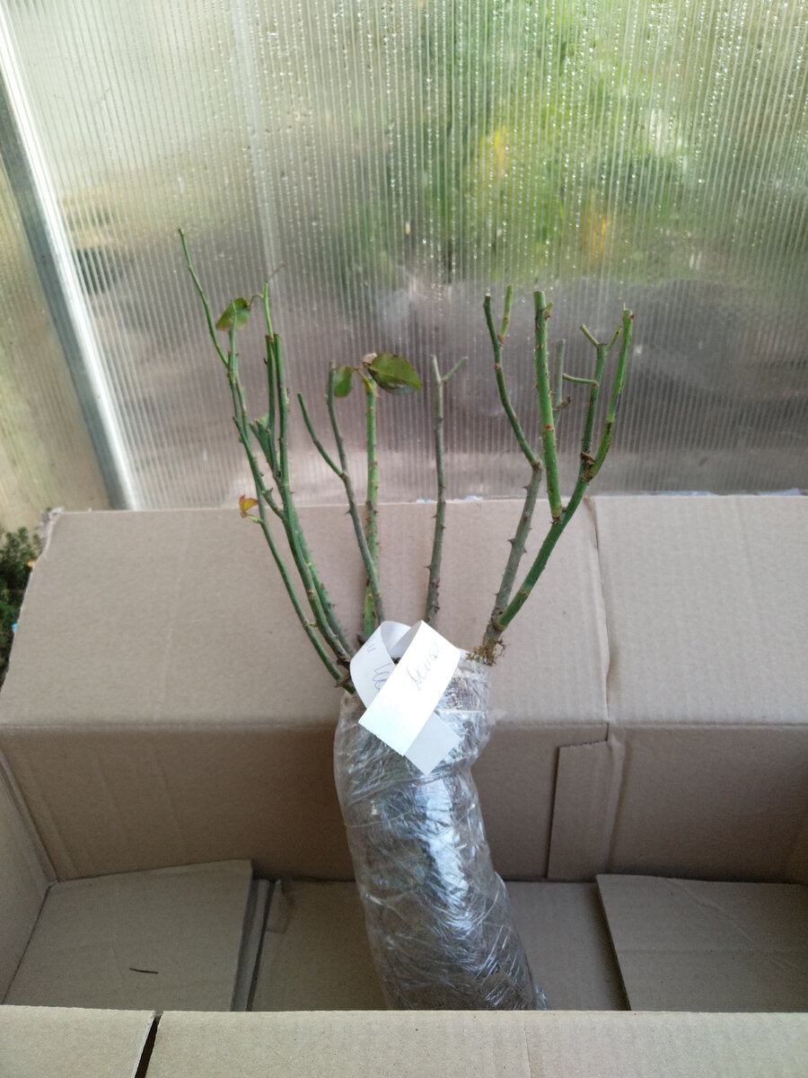 Саженцы роз