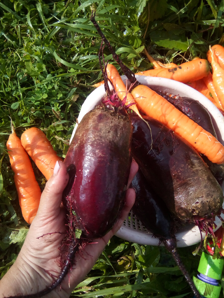 Сестрички-борщевички