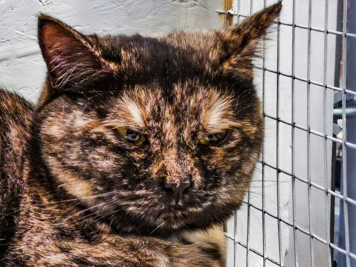 Приютский кот.